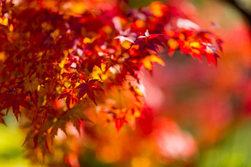 Naklejka na ściany i meble Japan Autumn Itinerary
