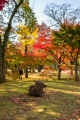 Japan Autumn Itinerary
