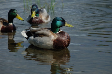 ducks pose, showing off beautiful plumage