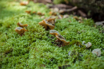 mousse et champignons en forêt
