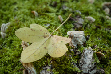 feuille automnale sur tapis de mousse et champignons en forêt
