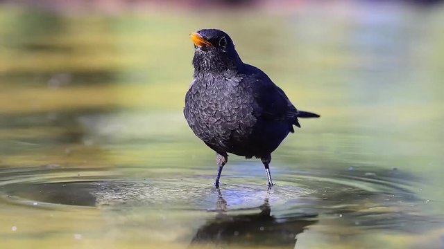 blackbird