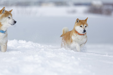 冬の柴犬
