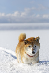 冬の柴犬