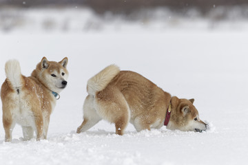 雪と柴犬