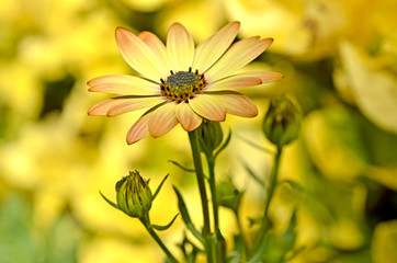 Yellow daisy