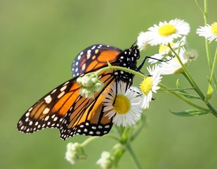 Obraz premium Monarch Butterfly (Danaus plexippus)