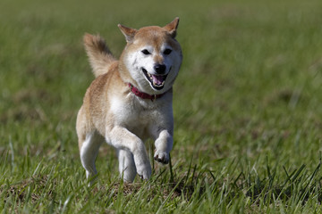 野原の柴犬