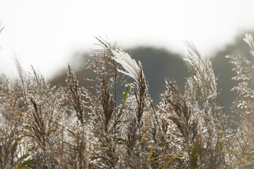 Fototapeta premium 秋のススキ