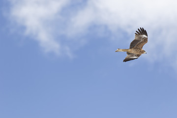 Obraz premium 空を飛ぶ鳶