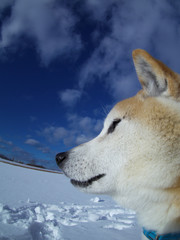 雪原の柴犬