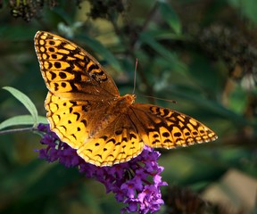Fototapeta premium Great Spangled Fritillary Butterfly (Speyeria cybele)