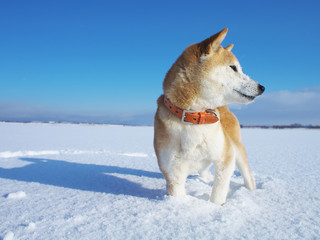 雪原で遊ぶ柴犬