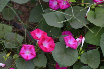 Blooming morning glory vine