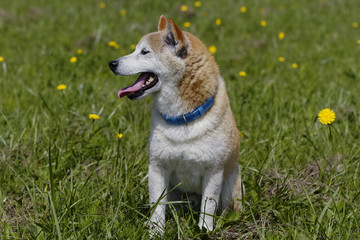 野原で遊ぶ柴犬
