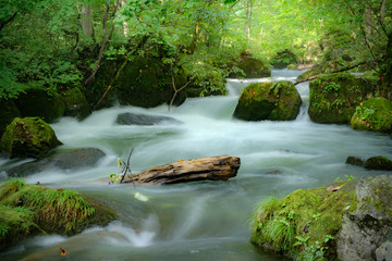 fantasy forest of a national park
