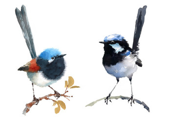 Fairy Wrens Two Birds Watercolor Hand Painted Illustration Set isolated on white background - 173847421