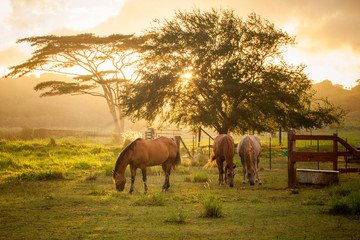 Pferde grasen bei Sonnenuntergang