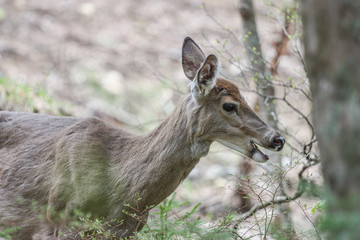wild deer in mont tremblant, quebec, canada