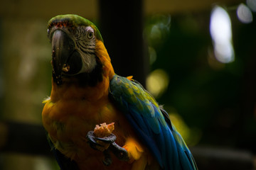 Blue-Yellow Macaw