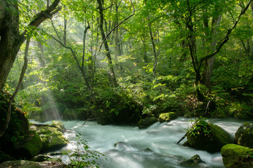 Obraz premium fantastyczny las parku narodowego