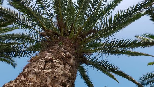 Camera Crane Moving Under Palm Tree, 