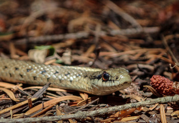 Garter Snake.