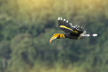 Great hornbill or Great indian hornbill flying  © chamnan phanthong