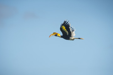 Great hornbill or Great indian hornbill flying on blue sky