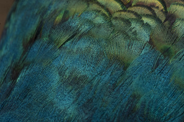 Closeup peacock feathers 