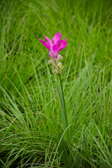 Curcuma  aeruqinosa or Siam tulip