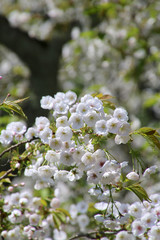伊佐須美神社の薄墨桜（会津美里町）