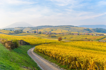Fototapeta na wymiar Vineyards at Mittelbergheim and Andlau, a little village in Alsace, a region in eastern France - Europe