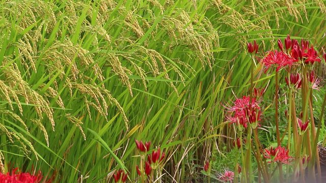 Higanbana,rice field,fall