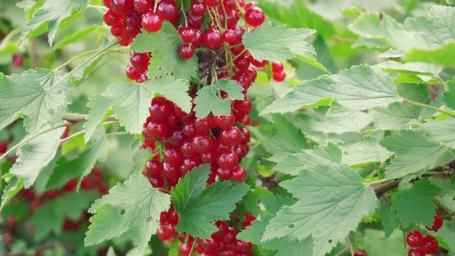 Red currant at the garden, closeup