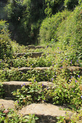 Fototapeta premium トレニアが咲く道