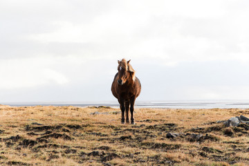 Icelandic Horse