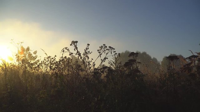 meadow grass in the early autumn