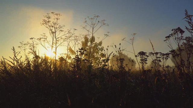 meadow grass in the early autumn