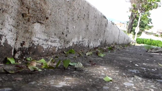 Formigas trabalhando 2