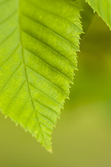 green leaf with out of focus background