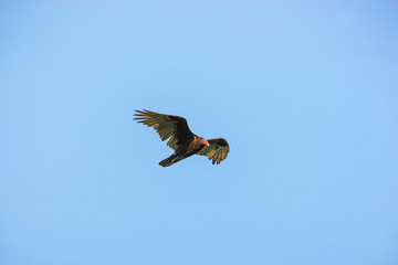 black eagle flying on blue sky