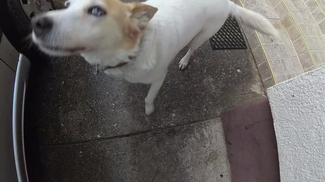 a white dog with two colored eyes sniffing the camera