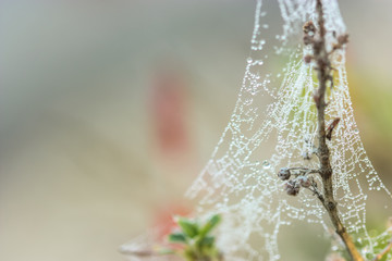spiderwebs with drops of rain