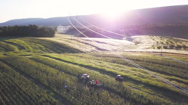 Aerial of rows and rows of cornfields with people picking corn and tractor nearby.