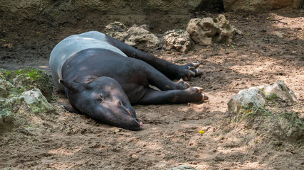 Malayan Tapir (Tapirus indicus)  also known as the Asian tapir were sleeping