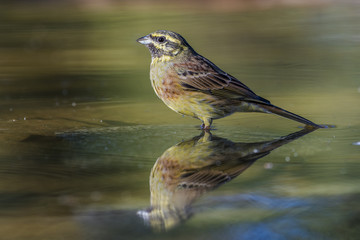 hesi-berdantza, Emberiza cirlus