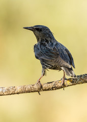 Sturnus vulgaris