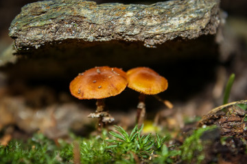 2 mushrooms under a piece of wood in the wild