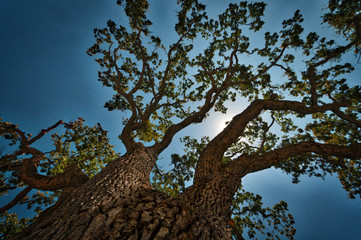 Backlight tree top